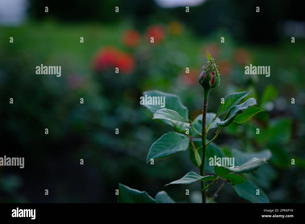 bouton de rose rouge. Arrière-plan sombre flou avec fleur rose jaune. Banque D'Images