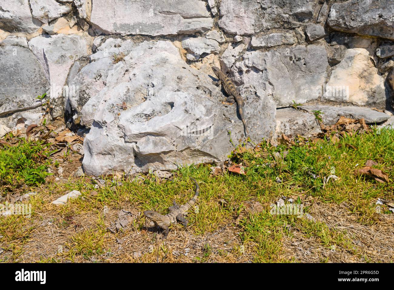 2 lézards iguanes gris assis sur les pierres des ruines mayas à Tulum, Riviera Maya, Yucatan, Mer des Caraïbes, Mexique Banque D'Images