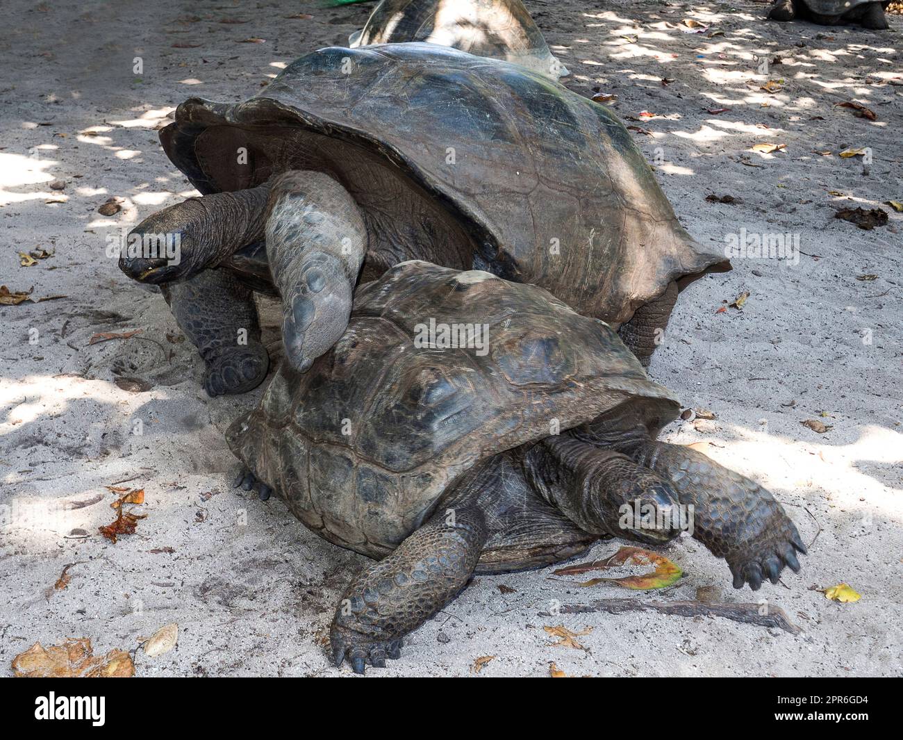 Seychelles - Ile Curieuse, Parc Marine National de Curieuse - Tortue Banque D'Images