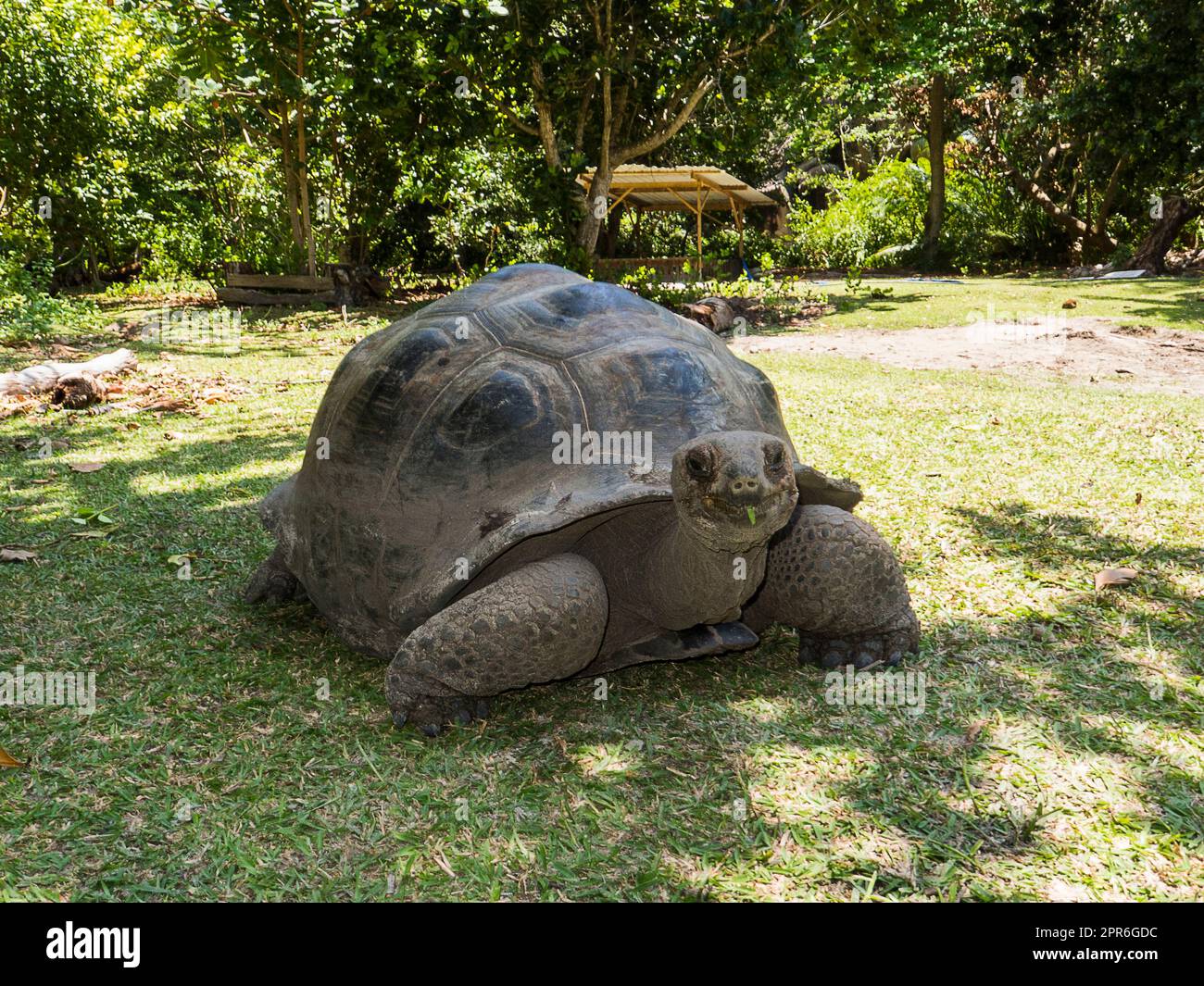 Seychelles - Ile Curieuse, Parc Marine National de Curieuse - Tortue Banque D'Images