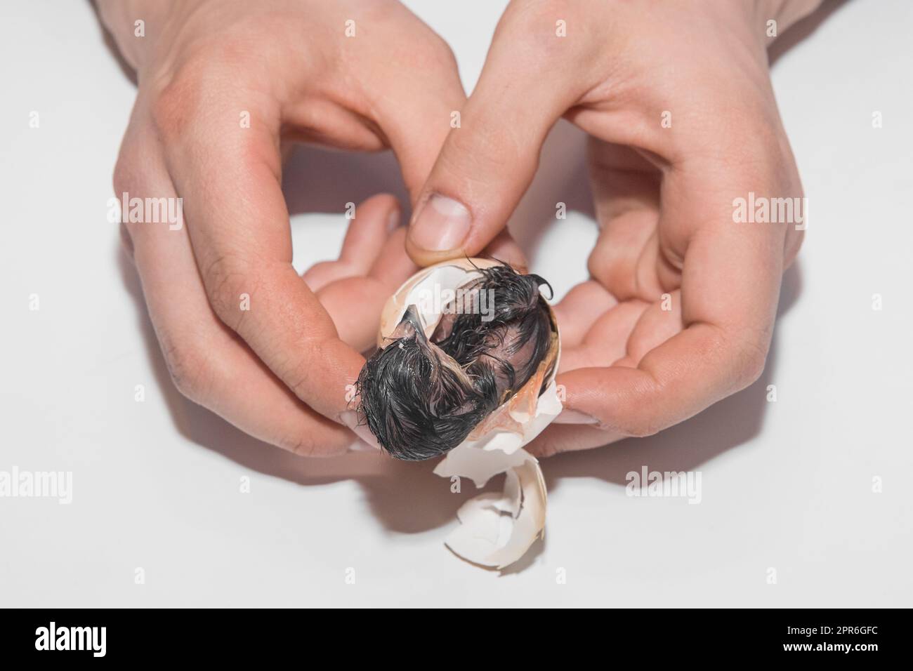 Les mains d'un agriculteur professionnel aident un poulet nouveau-né à sortir d'un œuf d'incubation sur fond blanc. Banque D'Images