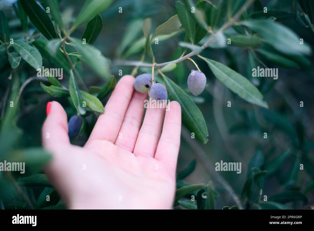 Une jeune fille tient dans ses mains une branche avec des olives noires mûres juteuses au coucher du soleil, une femme est engagée dans l'agriculture et le jardinage, développe une plantation de o Banque D'Images