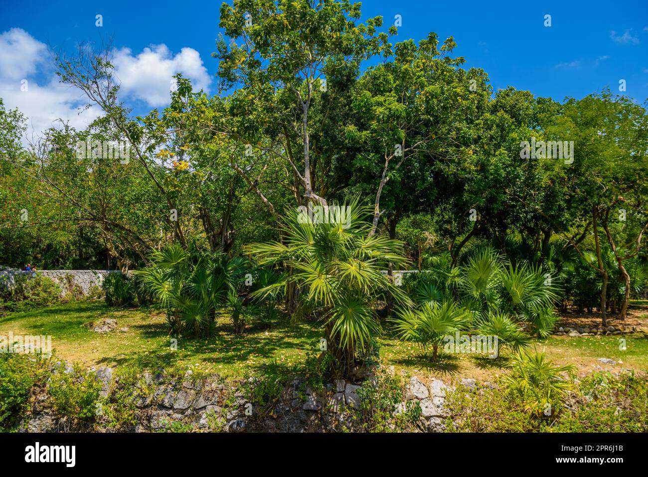 Forêt tropicale de la jungle avec palmiers et arbres, Playa del Carmen, Riviera Maya, Yu atan, Mexique Banque D'Images