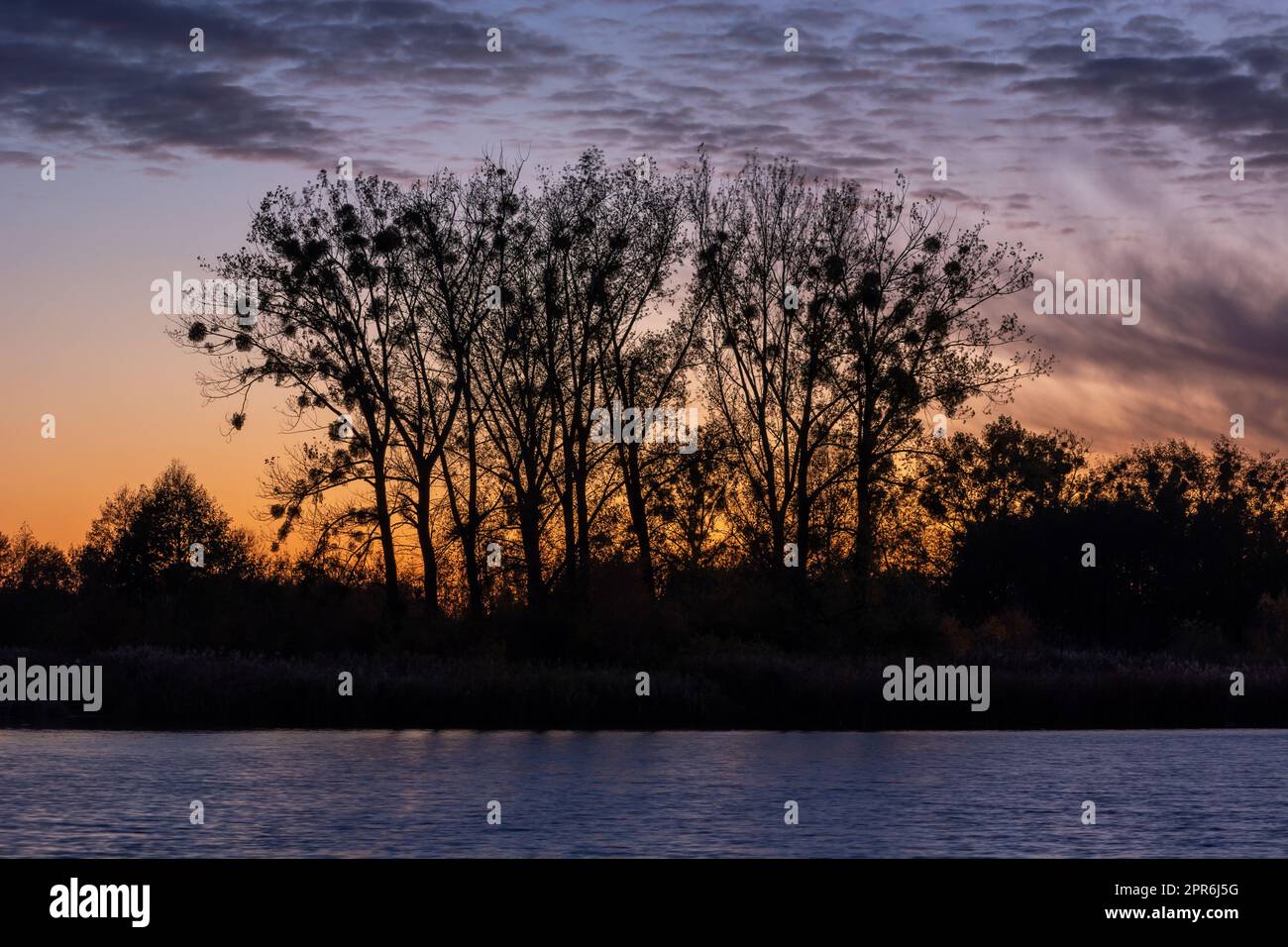 De grands arbres au-dessus de l'eau et des nuages après le coucher du soleil Banque D'Images