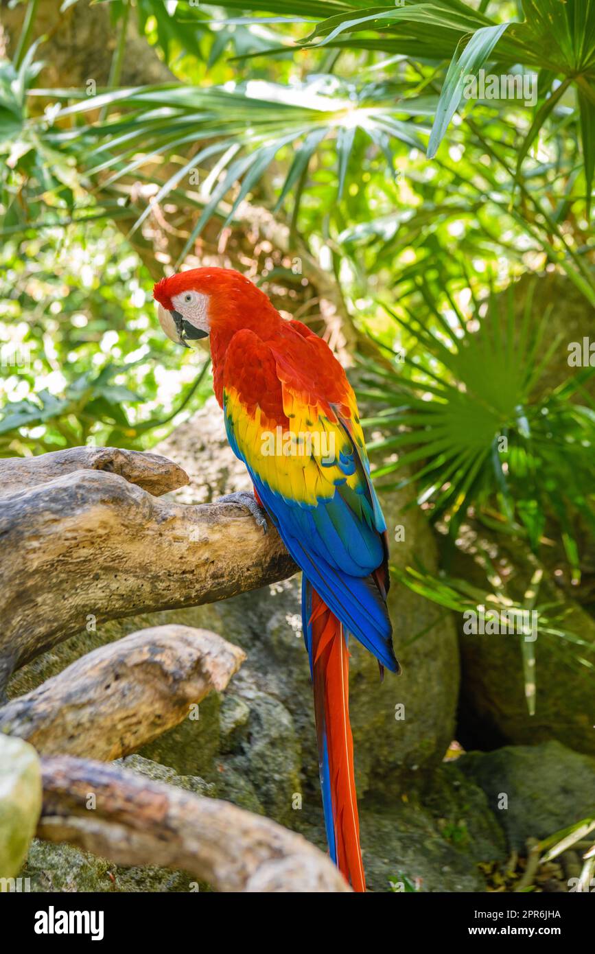 Cramoisi Macaw Ara macao , perroquet rouge, jaune et bleu assis sur la braque dans la forêt tropicale, Playa del Carmen, Riviera Maya, Yu atan, Mexique Banque D'Images