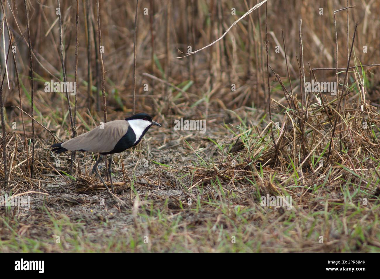 lapwing à ailes en épi dans le parc national de Niokolo Koba. Banque D'Images