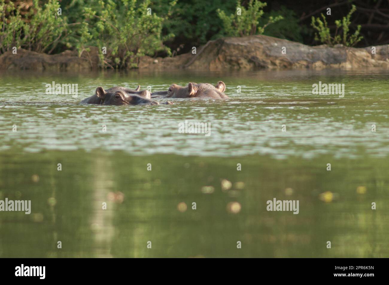 Hippopotame Hippopotamus amphibius dans le fleuve Gambie. Banque D'Images
