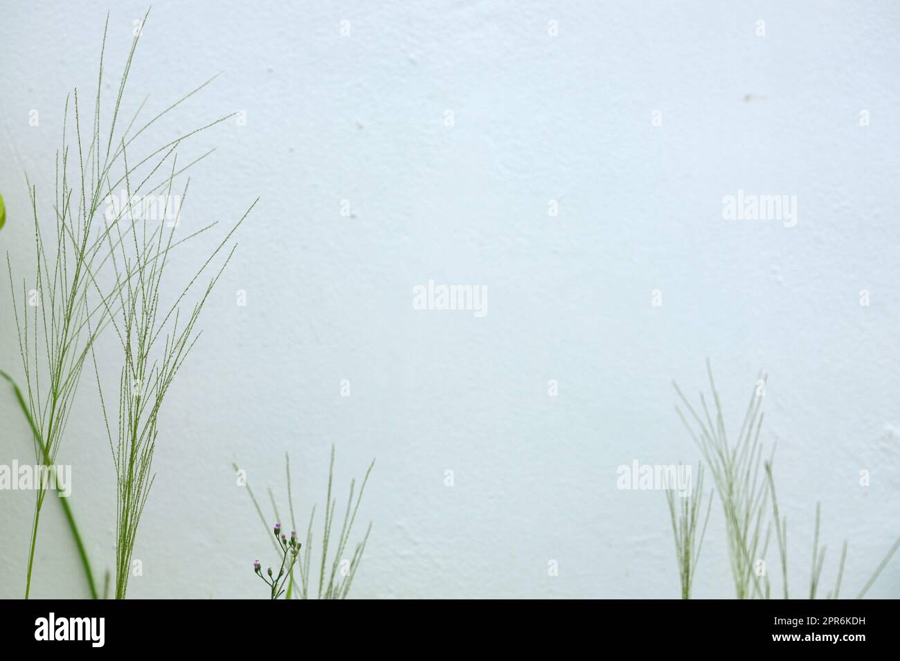 Brousse d'herbe sauvage avec fleur sur mur blanc Banque D'Images