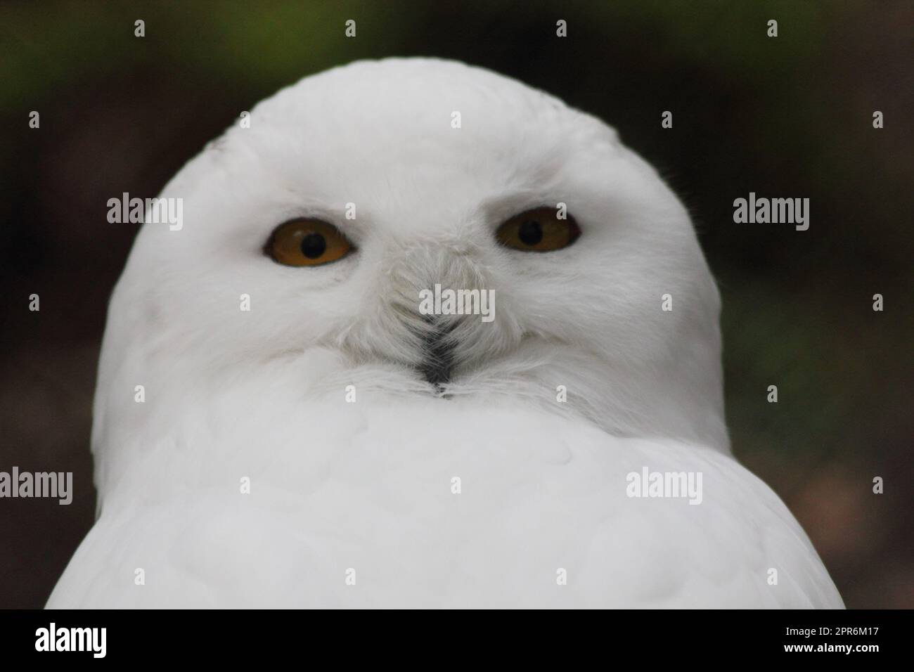 Schnee-Eule Snowy Owl (Nyctea scandiaca) Banque D'Images