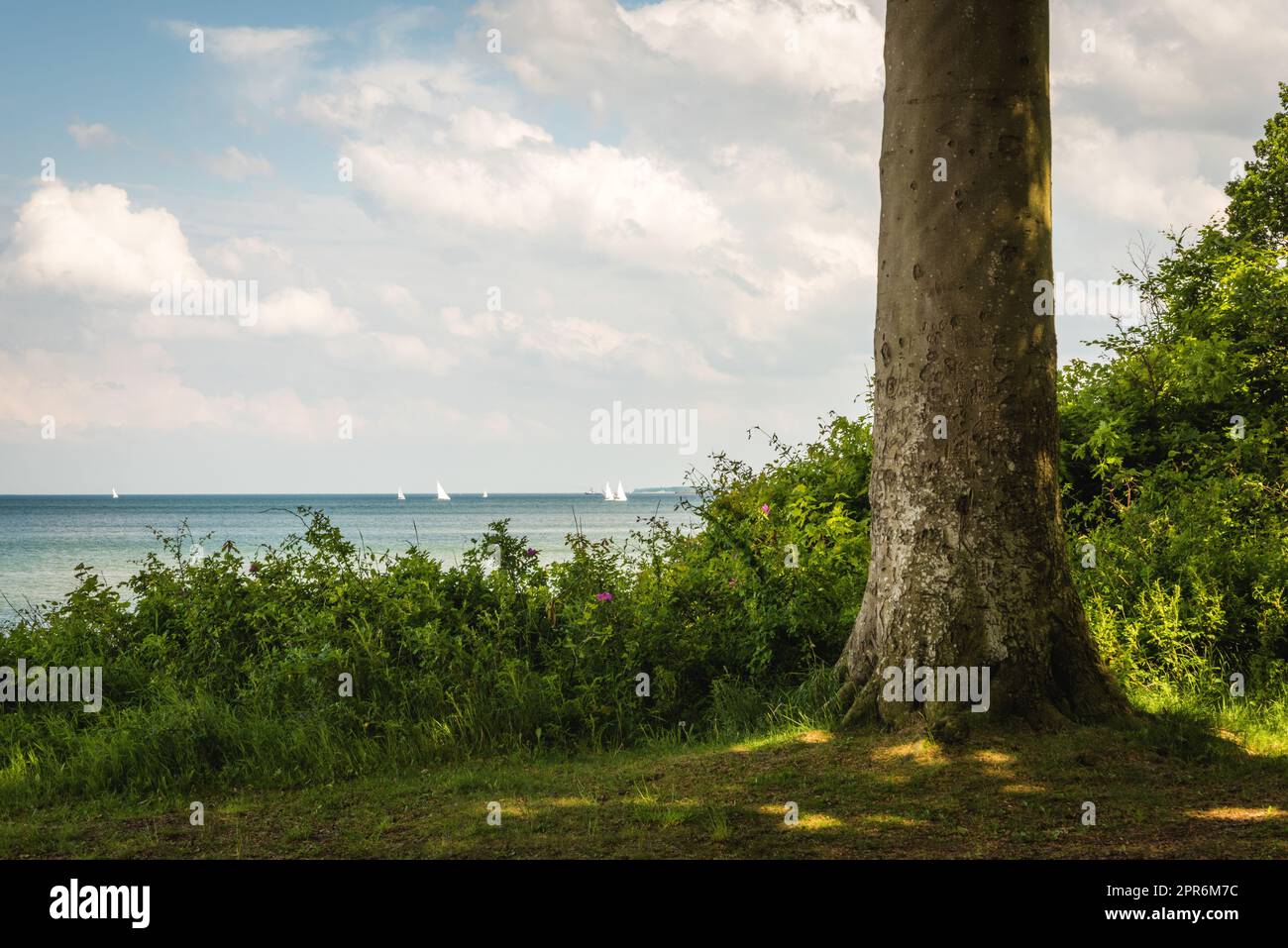 Rive de la mer Baltique avec arbres et voiliers à kiel Banque D'Images
