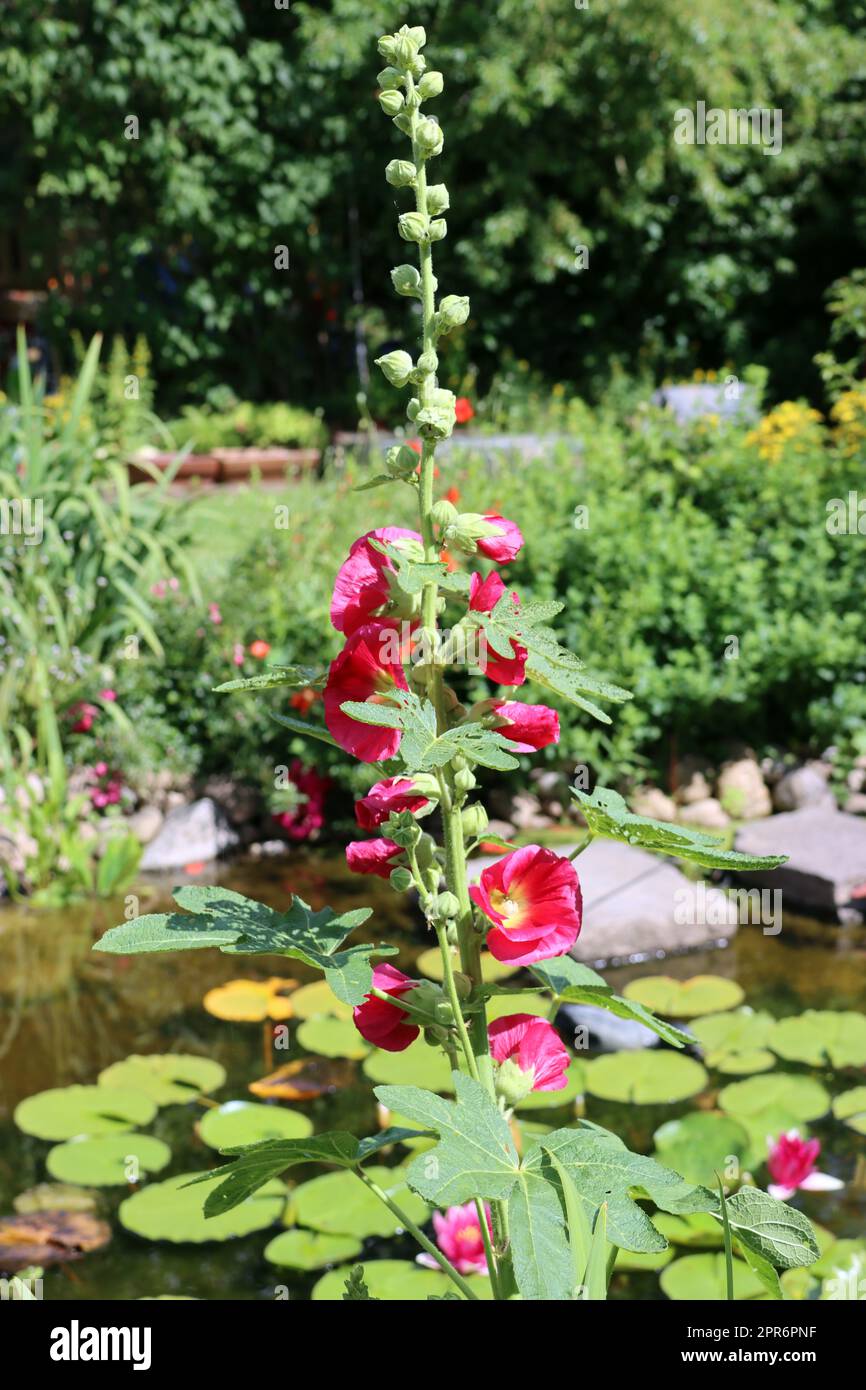 Stockrote rose (Alcea rosea) im naturanahen Garten Banque D'Images