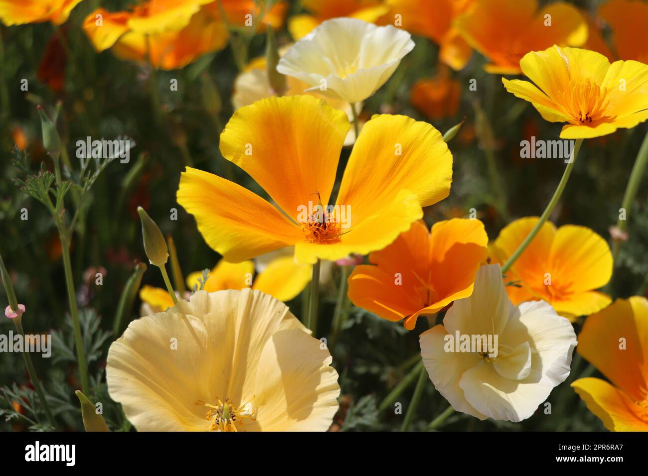 Arrière-plan d'été. Fleurs d'eschscholzia californica ou de pavot californien, plante à fleurs de la famille des papaveraceae Banque D'Images