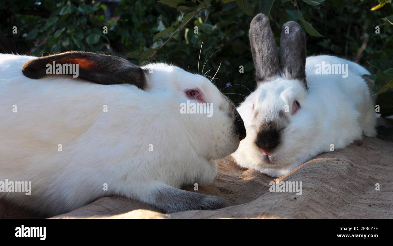 Un lapin adulte de la race californienne Banque D'Images
