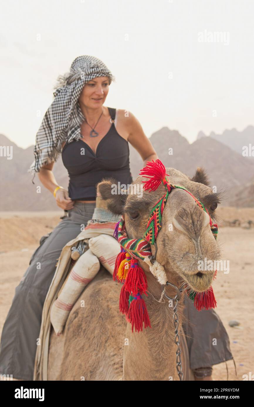 Une femme touristique est assise sur un chameau en Égypte. Banque D'Images