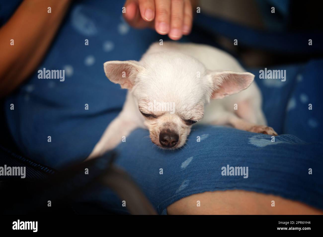 femme assise avec un chien chihuahua sur une chaise. Banque D'Images