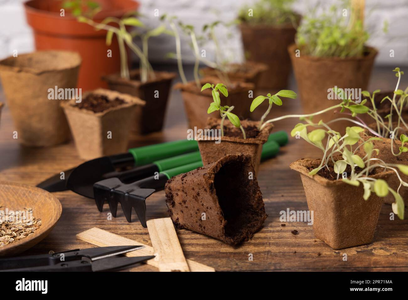 Plantules de légumes dans des pots biodégradables près des outils de jardin. Jardinage Banque D'Images