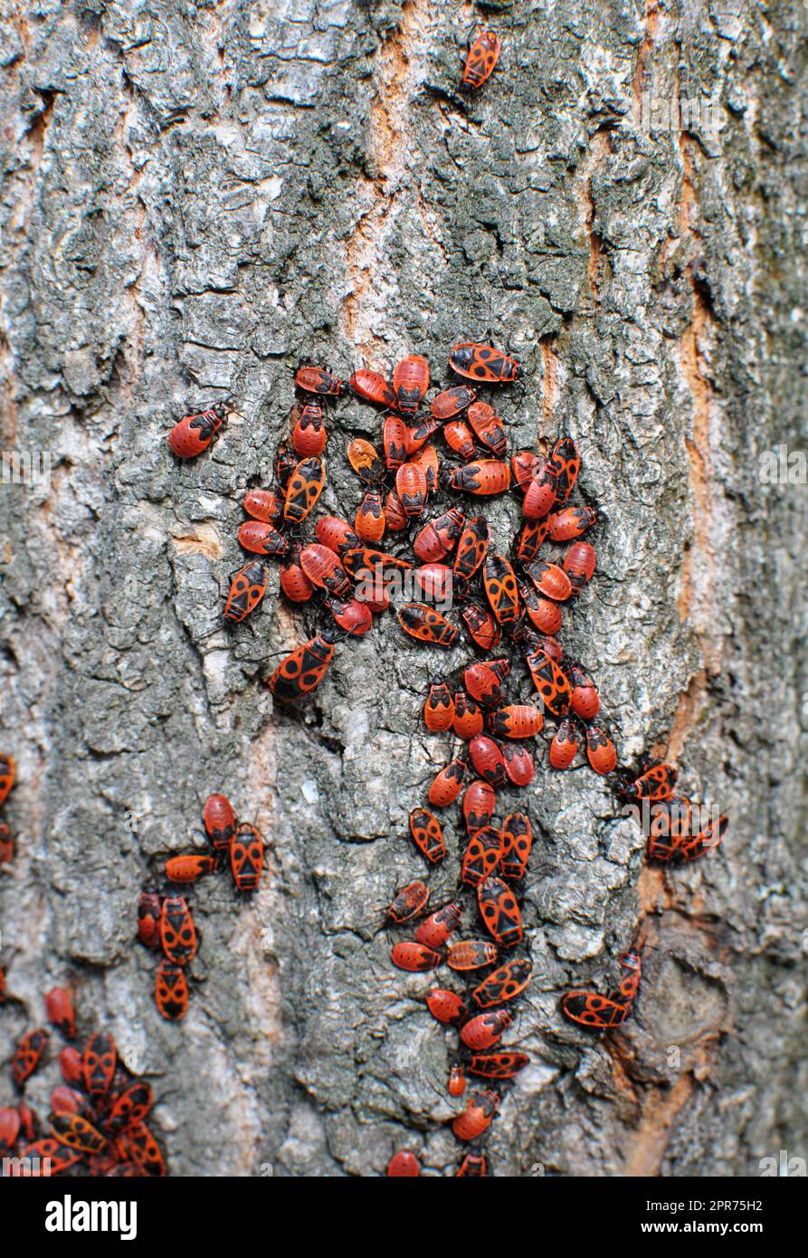 Colonie de Pyrrhocoris apterus coléoptères dans la nature sur un tronc d'arbre Banque D'Images