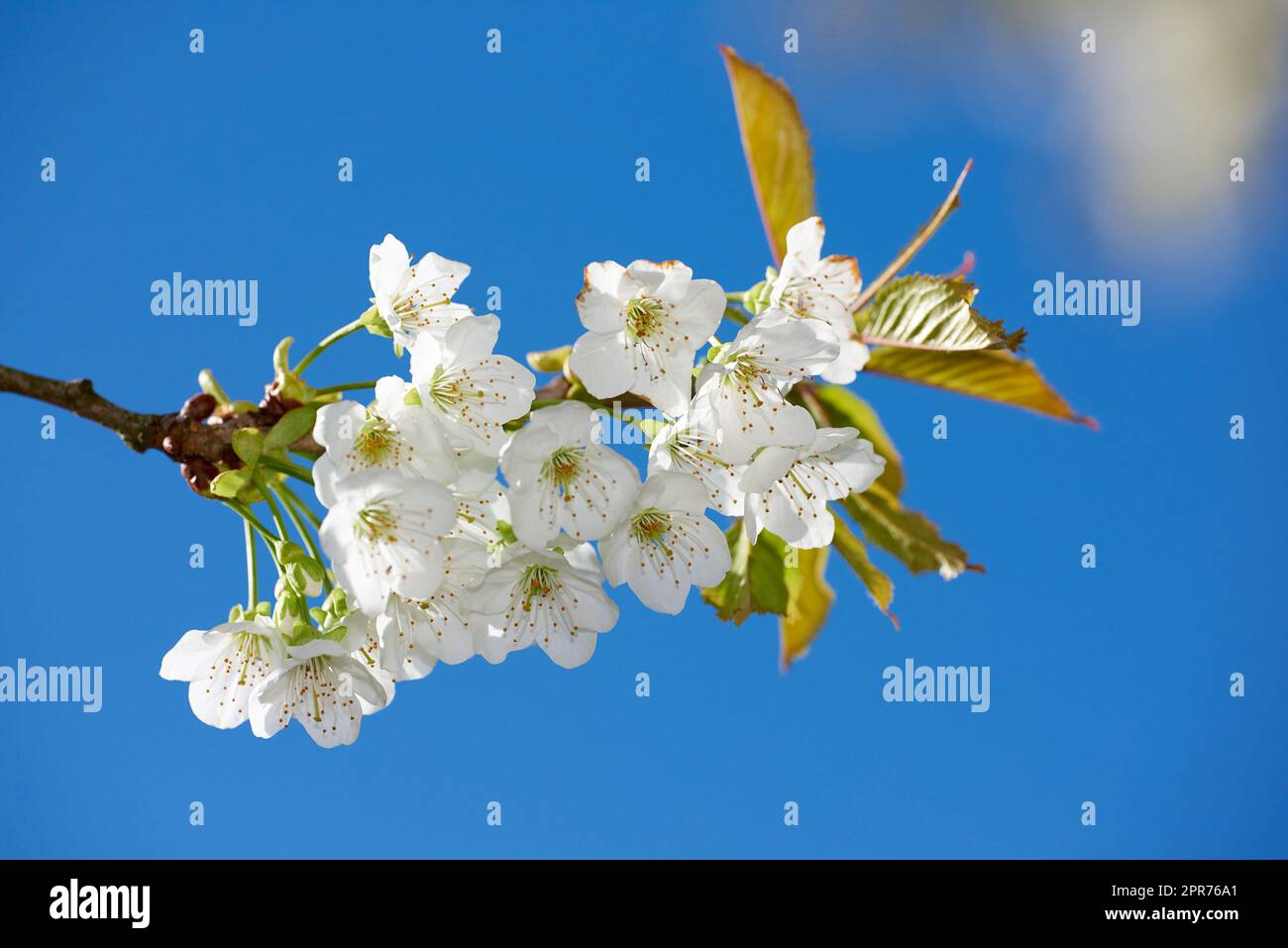 Vue en contre-plongée des fleurs blanches mirabelle qui fleurissent sur une tige de prune et poussent dans un jardin. Groupe de plantes de printemps fraîches délicates isolées contre le ciel bleu. Floraison, floraison dans l'arrière-cour Banque D'Images