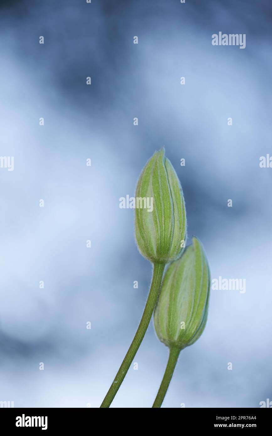 Gros plan des boutons verts non ouverts avec espace de copie. Jardinage pour débutants concept avec fleurs de jardin en attente de floraison. Détails du processus de développement de la croissance d'une fleur de clematis sur fond flou Banque D'Images