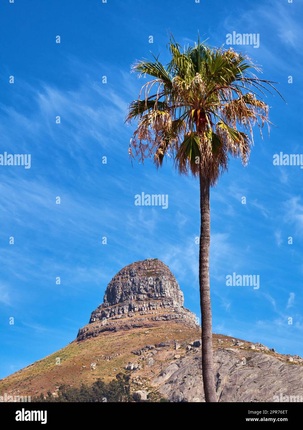 Copiez l'espace avec la montagne de Lions Head au Cap, en Afrique du Sud, et un grand palmier sur fond bleu ciel. Magnifique et panoramique d'un site emblématique et d'une destination de voyage célèbre Banque D'Images