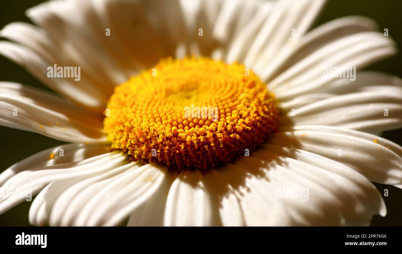 Gros plan d'une fleur de pâquerette poussant dans la prairie à l'extérieur en été par le dessus. Zoom d'une seule plante marguerite qui fleurit sur un champ vert au printemps. Vue de dessus d'une fleur blanche en fleur dans un jardin Banque D'Images