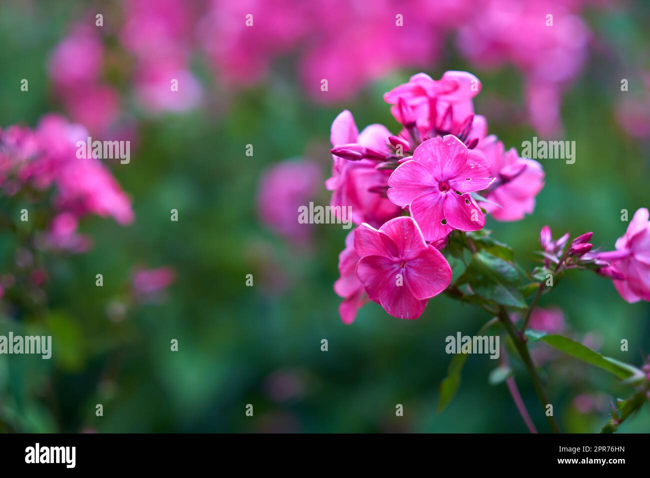 Gros plan de la fleur de mousche rose poussant sur un arbre dans un jardin en été. Les plantes fleuries fleurissent sur les branches dans une cour verdoyante au printemps. Bush de fleurs de printemps bourgeonnant dans une cour Banque D'Images