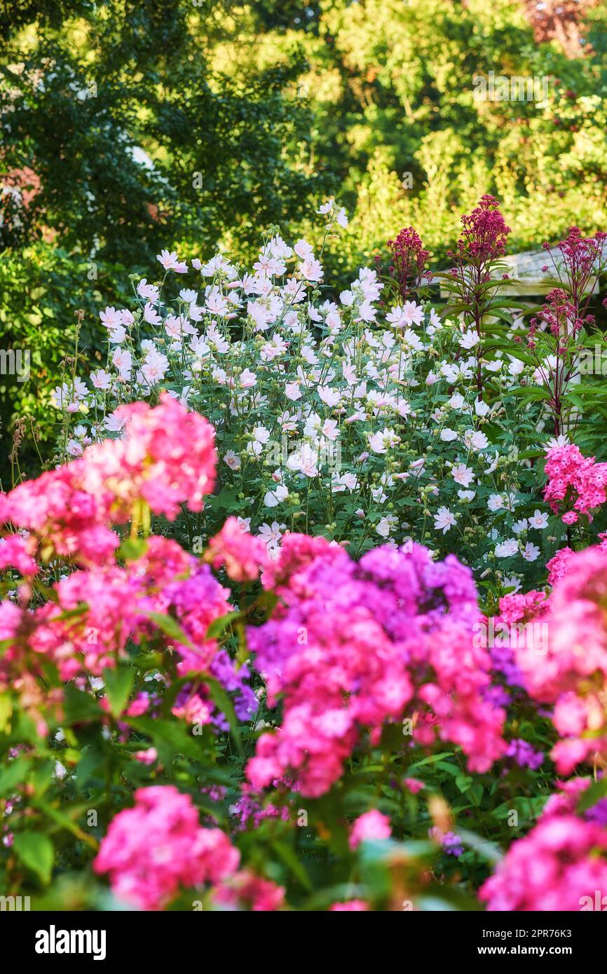 Un grand bouquet de fleurs dans le jardin botanique. Superbe fond de texture en fleurs. Attrayante et colorée pendant la floraison du printemps et de l'été. Plantes en fleurs dans une jolie cour colorée Banque D'Images