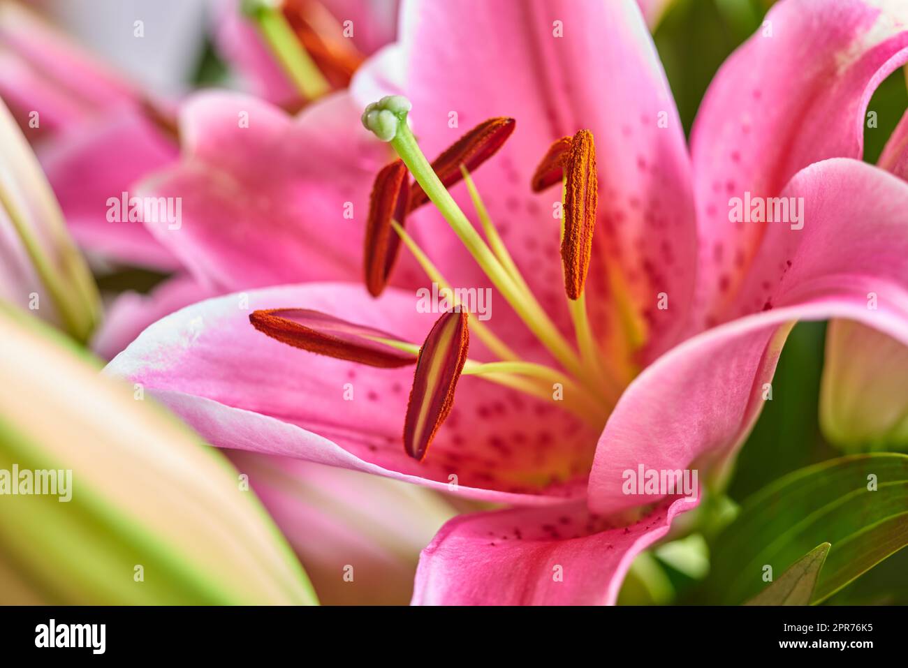 Gros plan de fleur de nénuphars roses dans un bouquet de fleurs brillantes. Arrangement floral rouge frais avec des feuilles et des pétales verts. Un cadeau élégant de bourgeons et de fleurs colorés. Un bouquet de superbes lys orientaux Banque D'Images