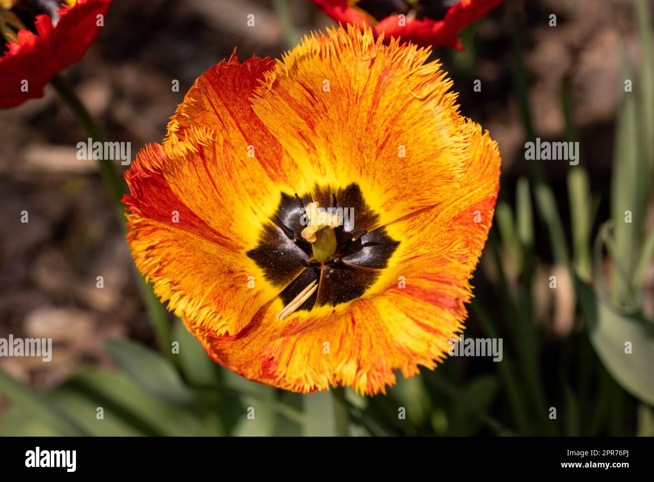 Fleur de tulipe jaune et orange qui fleurit dans un jardin Banque D'Images