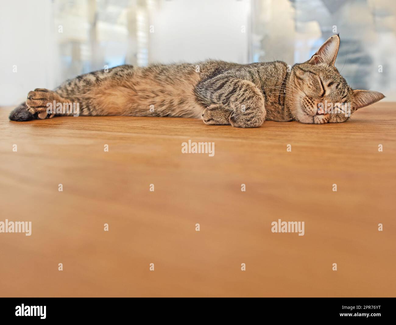 CopySpace avec un chat dormant tranquillement seul. Joli tabby kitten snoozing sur une table pour une sieste de l'après-midi. Joyeux chaton brun se sentant fatigué après une journée de jeu. La race Shorthair purince tout en se reposant Banque D'Images
