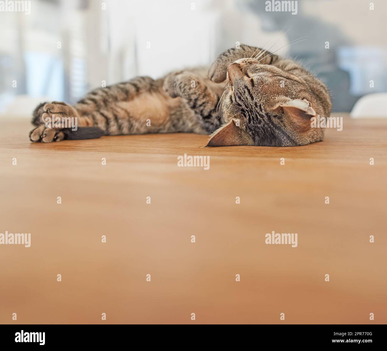 Un joli chat fatigué se reposant sur une table dans une maison après avoir joué toute la journée. Un animal paresseux se reposant confortablement après avoir été sournois toute la journée. Un adorable félin calmement couché sur son dos à l'intérieur et au repos Banque D'Images