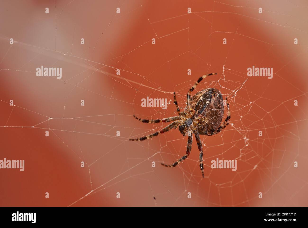 Vue ci-dessous d'une araignée de tisserand de noyer dans une toile, isolée sur un arrière-plan de mur de brique rouge flou. Gros plan d'un arachnide brun rayé. Le nuctenea umbratica appartient à la famille des araneidae. Banque D'Images