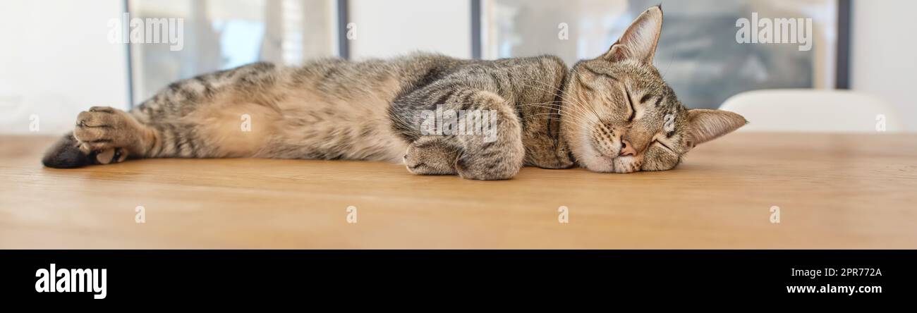 Un adorable chat brun qui se trouve à l'intérieur. Adorable chat endormi sur une table en bois dans un fond de salon. Joli chat dormant sur la table brune. Gros plan d'un chat domestique qui se repose à la maison. Banque D'Images