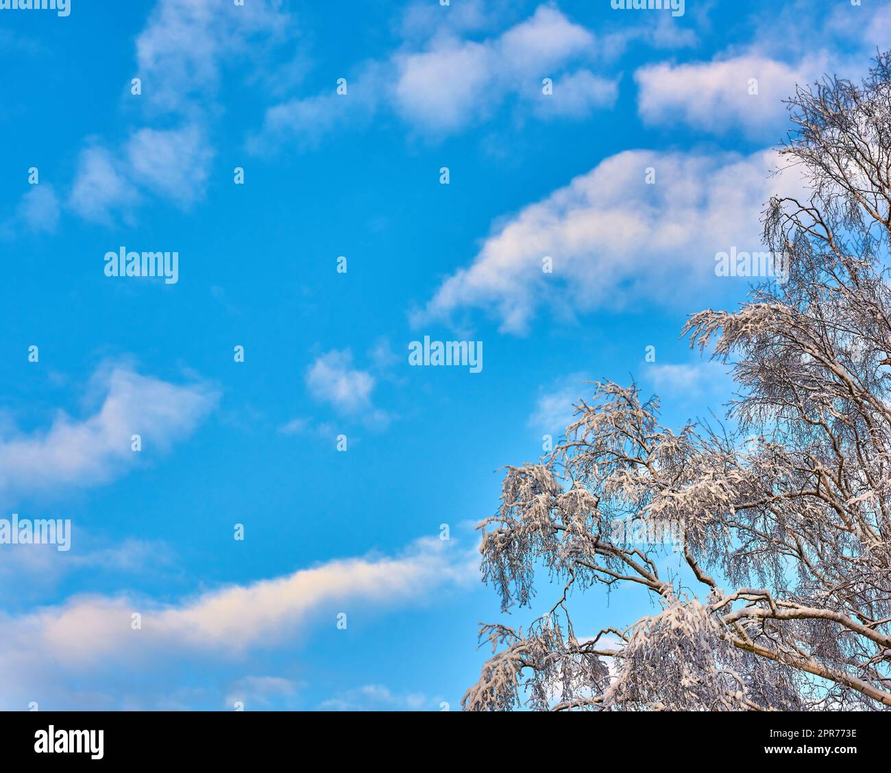 Copier l'espace avec ciel bleu nuageux par le dessous et les branches couvertes de glace congelée d'un arbre par temps neigeux. Vue panoramique panoramique sur un paysage de skyscape et un paysage de nuages pendant une saison hivernale froide Banque D'Images