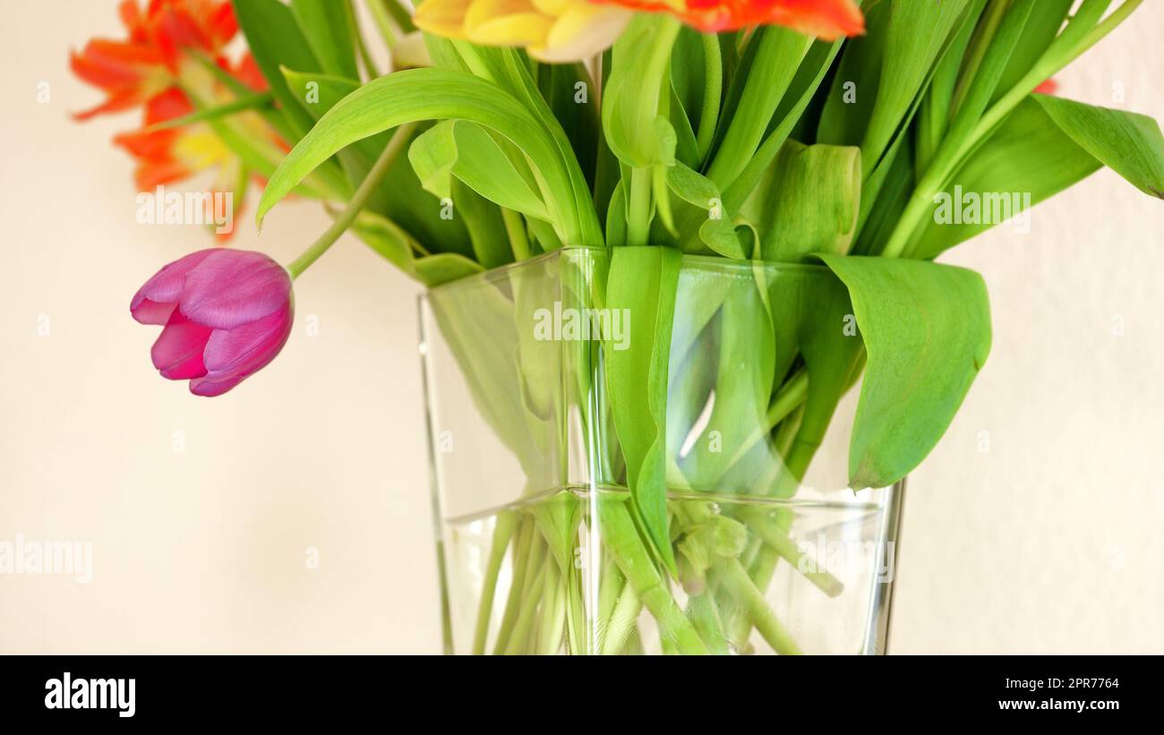 Tulipes fraîches dans un vase dans une pièce lumineuse avec espace publicitaire. Mélange de fleurs vibrantes dans l'eau douce arrangé comme des excuses, salutation, geste romantique ou accueil à la maison vide avec l'espace de copie Banque D'Images