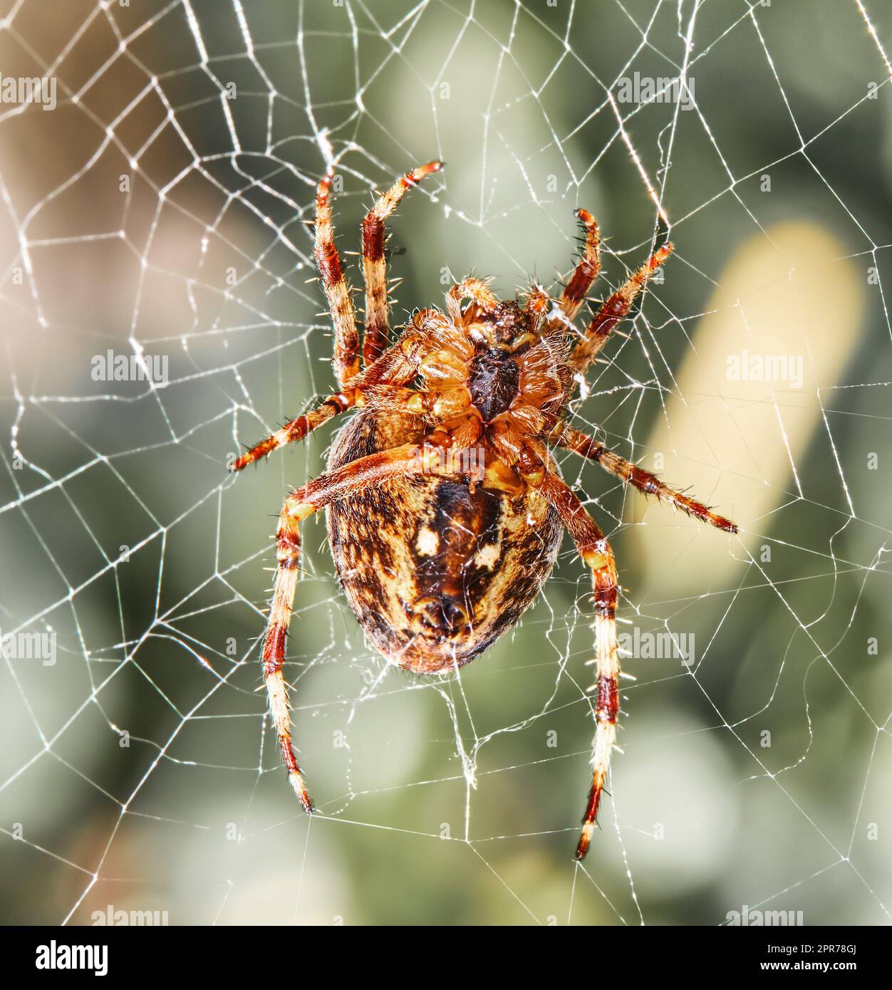 Gros plan d'une araignée Orb weaver de noyer sur une toile un jour d'été. Spécimen de l'espèce Nuctenea umbratica en plein air sur un arrière-plan feuillu flou. Un arachnide à huit pattes faisant une toile d'araignée dans la nature Banque D'Images