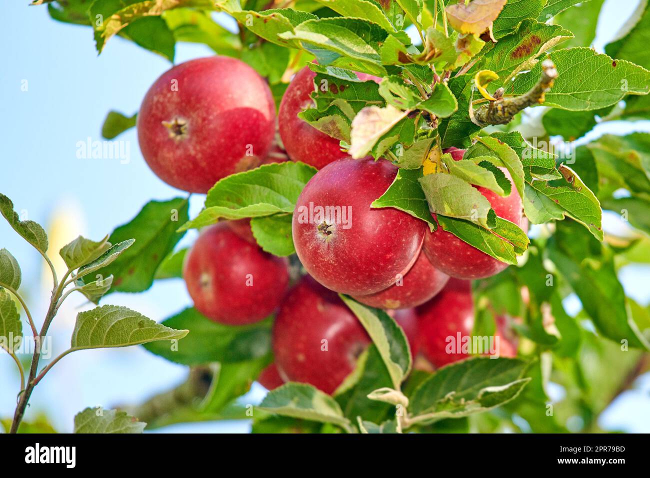 Pommes rouges fraîches poussant sur un arbre pour la récolte dans une ferme durable par une journée ensoleillée à l'extérieur. Gros plan de fruits mûrs, nutritifs et biologiques cultivés dans un verger ou un bosquet florissant dans la campagne Banque D'Images