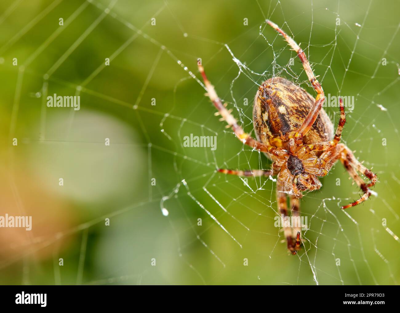 Gros plan d'une araignée dans une toile sur un arrière-plan feuillu flou. Une araignée de tisserand à huit pattes de noyer fait de toile d'araignée dans la nature entourée d'arbres verts. Spécimen de l'espèce Nuctenea umbratica Banque D'Images
