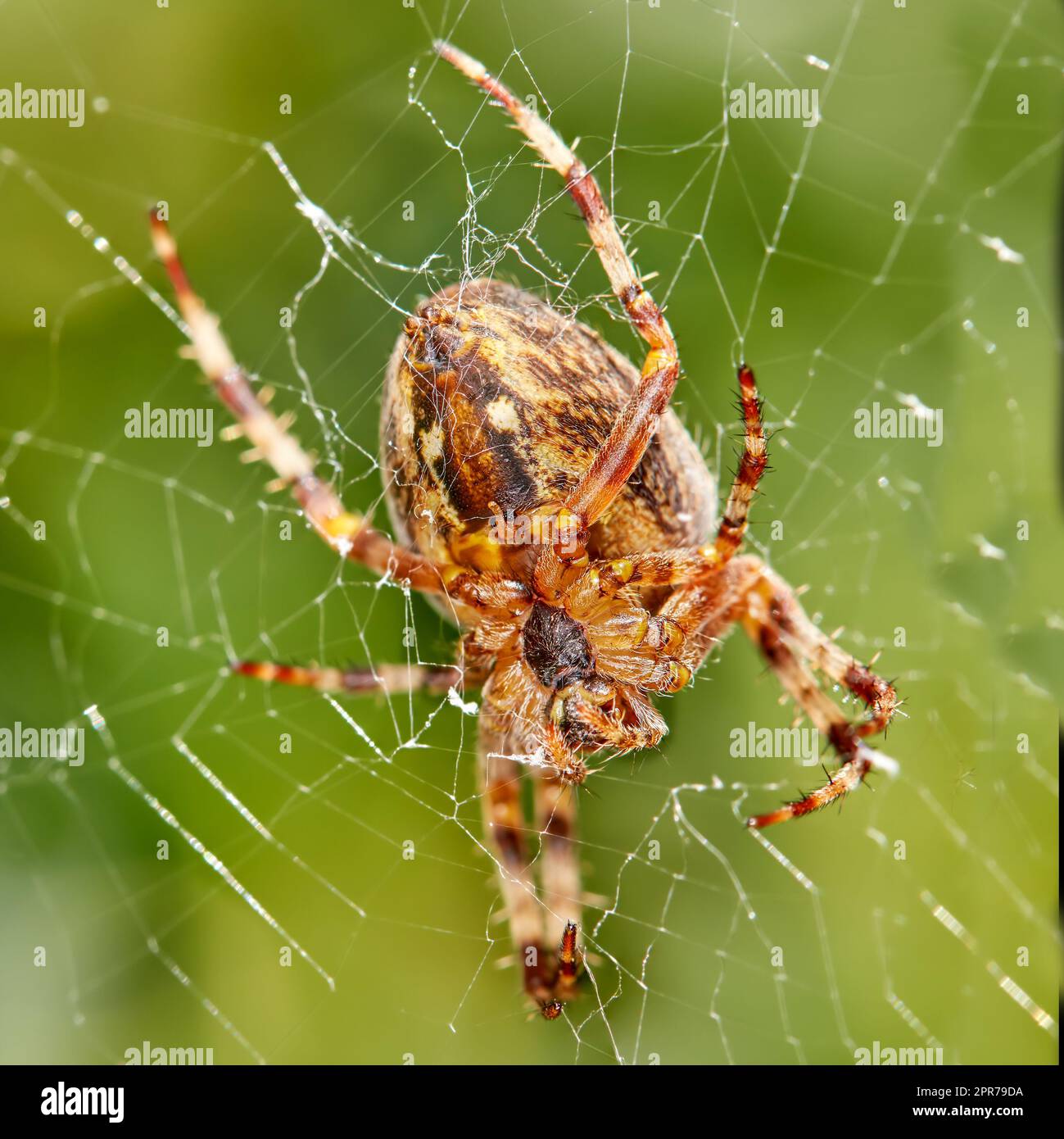 Gros plan d'une araignée de castor d'orbe de noyer dans une toile contre un arrière-plan feuillu flou dans son habitat naturel. Un arachnide à huit pattes faisant une toile d'araignée dans la nature entourée d'un écosystème d'arbres verts Banque D'Images
