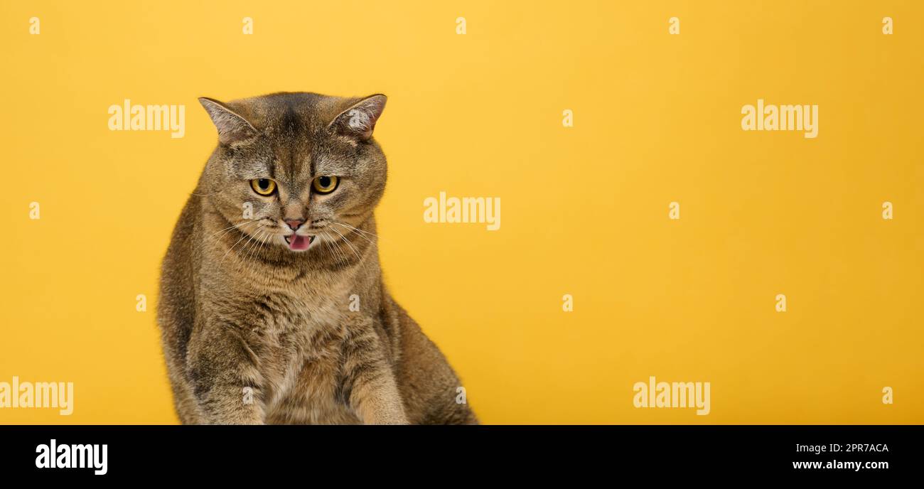 Adulte gris chat écossais droit sur un fond jaune. La langue, visage drôle Banque D'Images