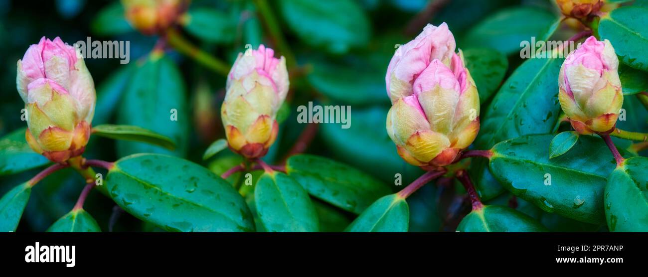 Le Rhododendron est un genre de 1 024 espèces de plantes ligneuses de la famille des hémates, à feuilles persistantes ou à feuilles caduques, qui se trouve principalement en Asie, bien qu'il soit également répandu dans les hautes-terres méridionales des Appalaches d'Amérique du Nord. Banque D'Images