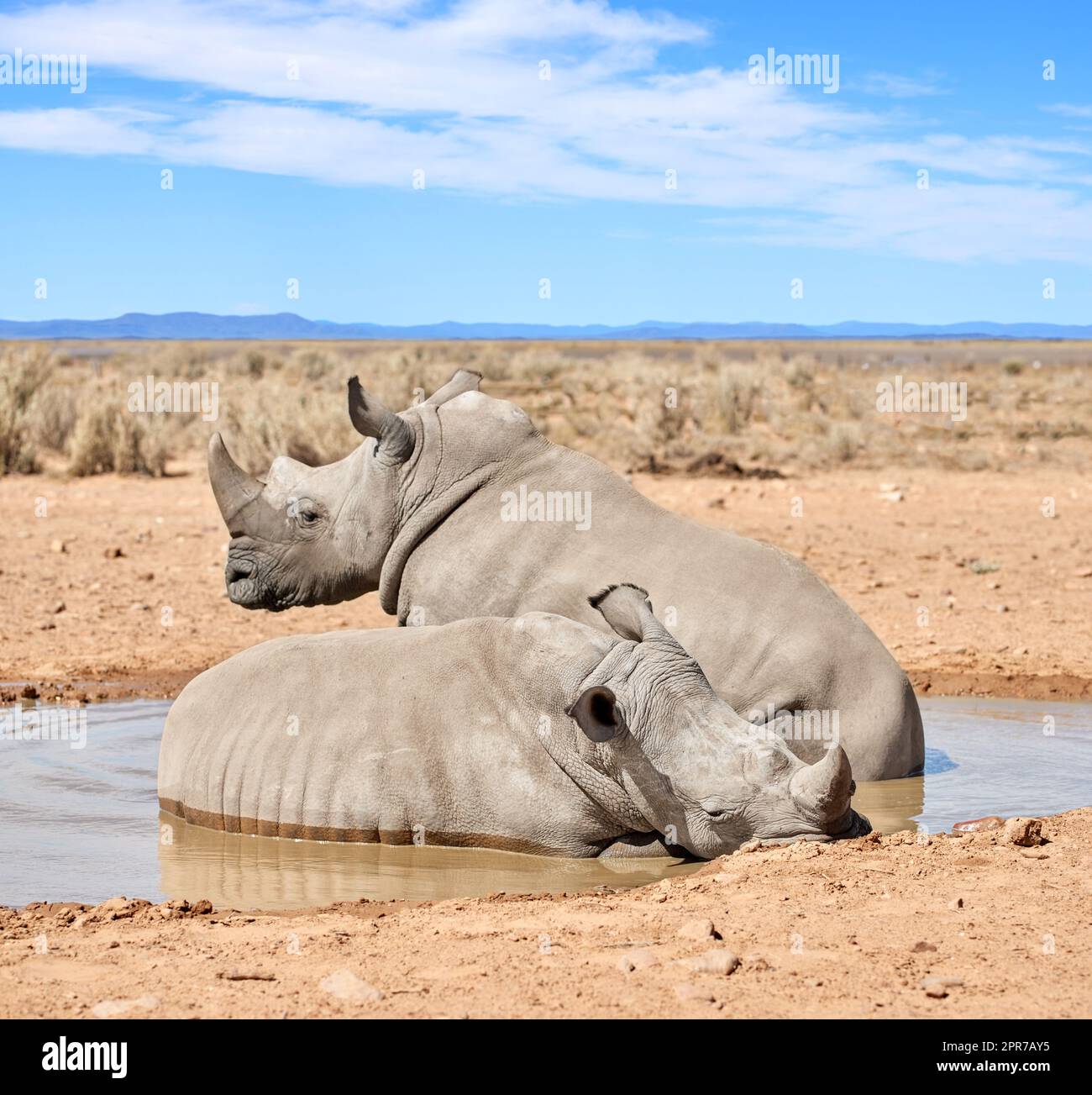 Deux rhinocéros noirs qui prennent un bain de boue dans une réserve naturelle de sable sec dans une zone de safari chaude en Afrique. Protéger les rhinocéros africains menacés contre les braconniers et les chasseurs et l'exploitation des cornes Banque D'Images