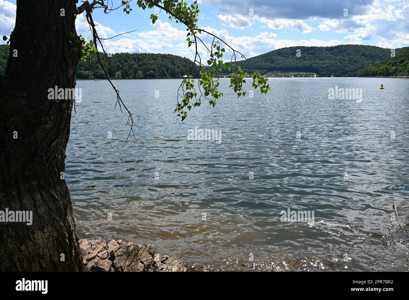 Vue sur le lac Eder avec un arbre sur la rive Banque D'Images