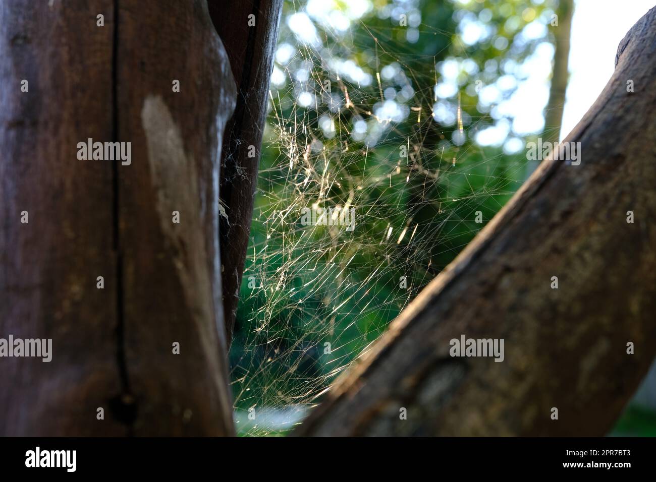 Araignée-guêpe Argiope bruennichi sur son propre web à l'automne matin Banque D'Images