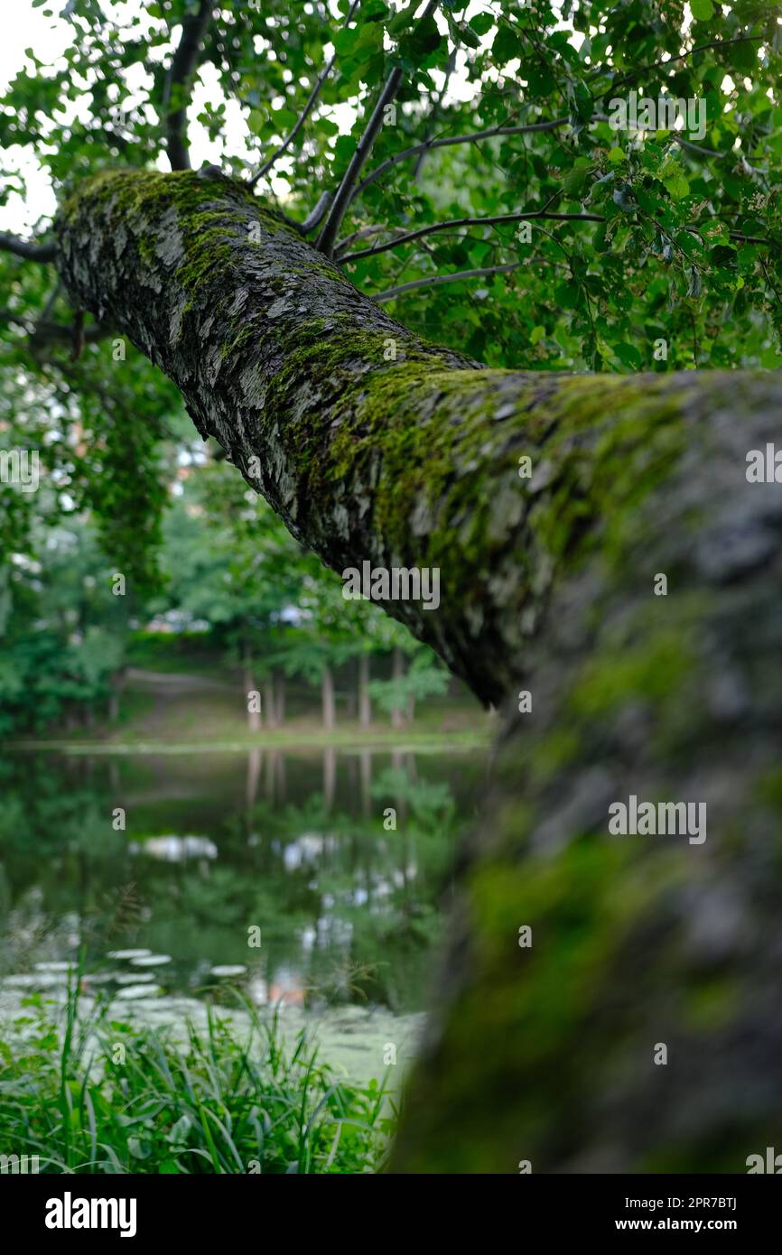 Gros plan de l'écorce ancienne sur le grand arbre avec la branche et la feuille Banque D'Images