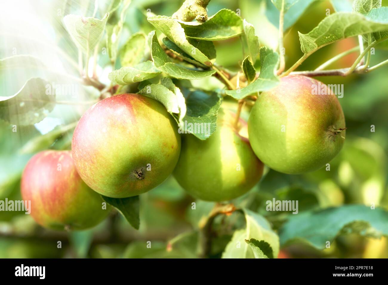 Les pommes vertes poussent sur un arbre fruitier aux rayons du soleil qui brillent à travers les feuilles pendant la saison d'automne. Des cultures fraîches et biologiques prêtes pour la récolte sur une ferme le matin ensoleillé Banque D'Images