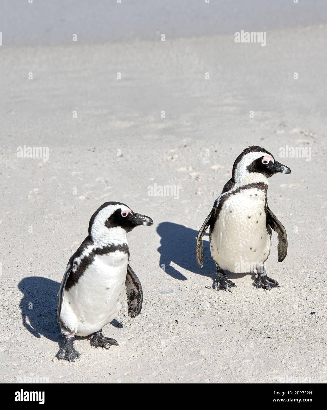 Deux pingouins africains à pieds noirs se tenant sur une plage de sable dans une colonie de reproduction et une réserve de conservation côtière. Les oiseaux aquatiques, la faune marine et océanique mignons, menacés de disparition, sont protégés pour le tourisme Banque D'Images