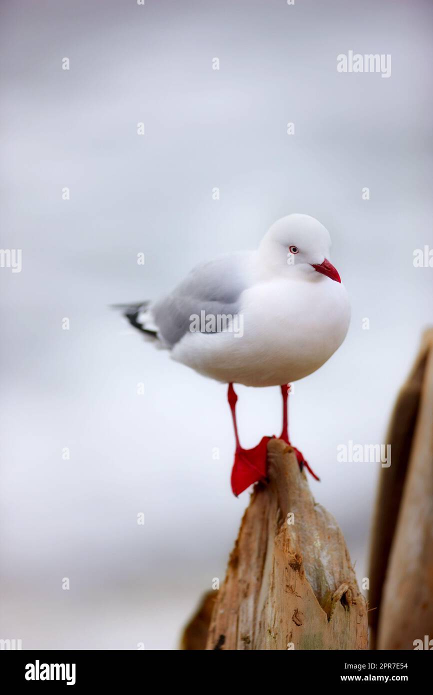 Un mouette assis sur une jetée sur un fond gris flou à l'extérieur. Joli oiseau marin propre sur une poutre en bois à la plage avec espace de copie. Faune dans son habitat naturel au bord de l'océan en été Banque D'Images