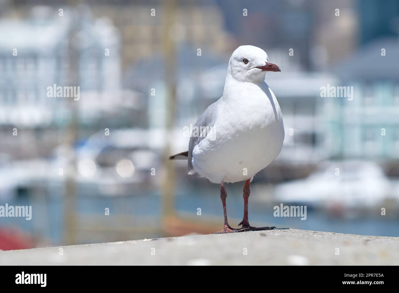 Gros plan d'un mouette isolé sur un arrière-plan bokeh avec espace de copie. Toute la longueur d'un oiseau blanc debout seul près d'un quai de la ville côtière. Observation des oiseaux faune aviaire migratrice à la recherche de nourriture Banque D'Images