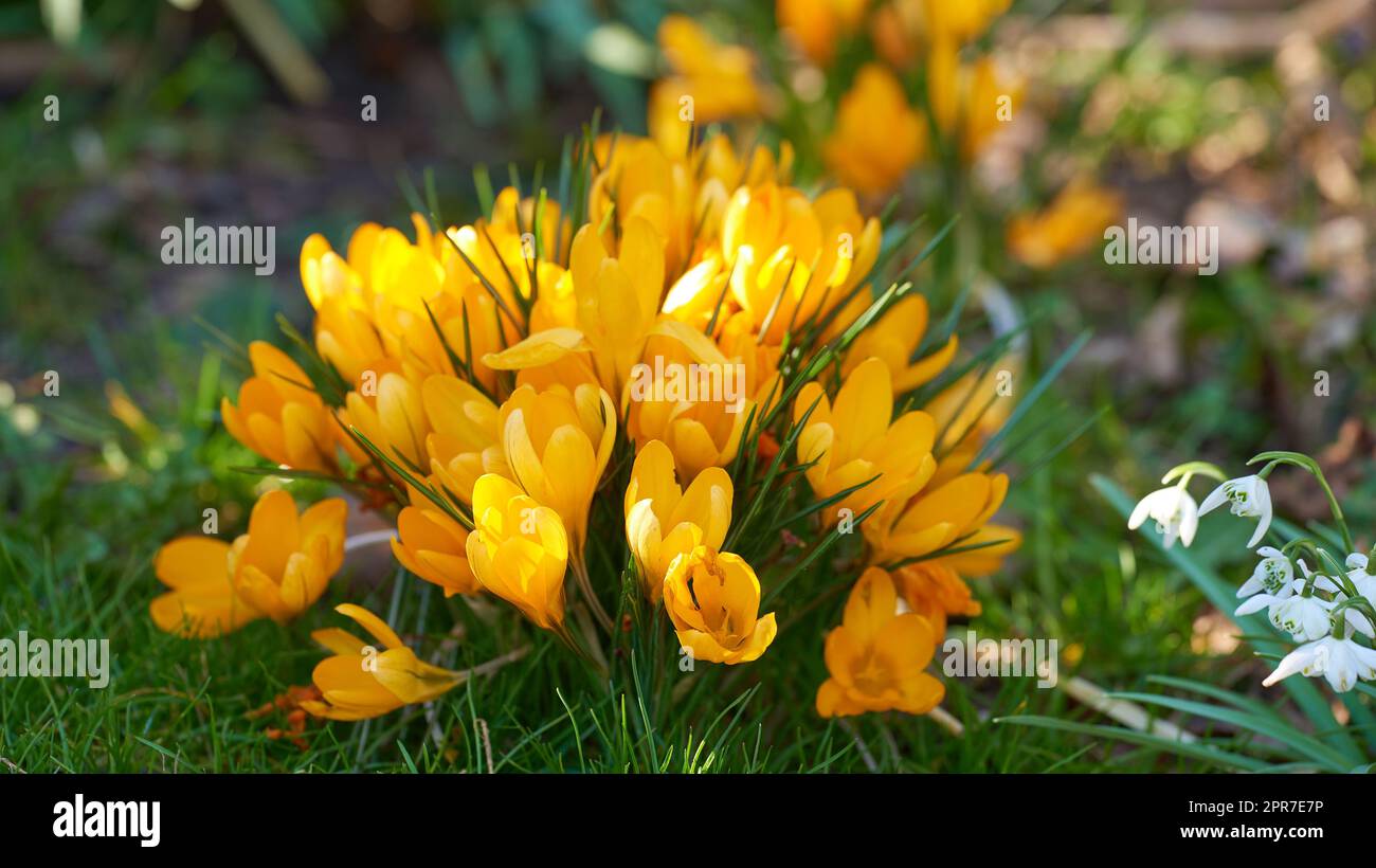 Gros plan sur les crocus avec un arrière-plan flou. Zoomez sur les fleurs jaunes de saison qui poussent dans un champ ou un jardin. Détails de macro, texture et motif de natures d'une tête de fleur Banque D'Images